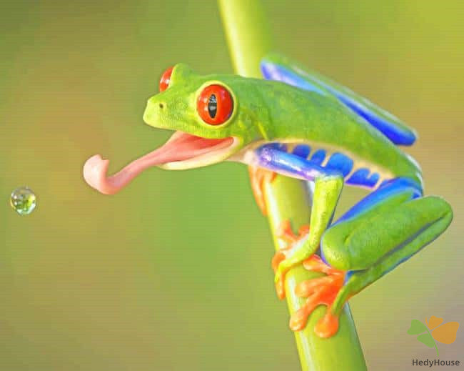 Animal Paint By Numbers Kits UK ANFR3602