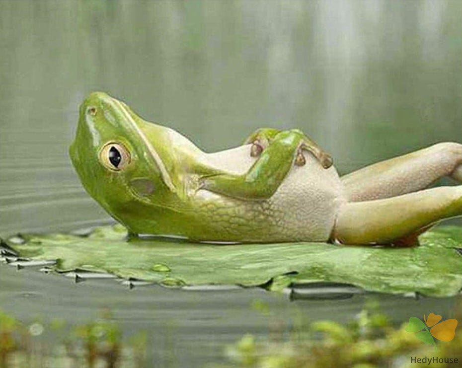 Animal Paint By Numbers Kits UK ANFR3606