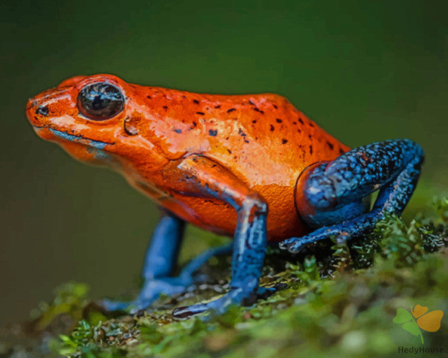 Animal Paint By Numbers Kits UK ANFR3609