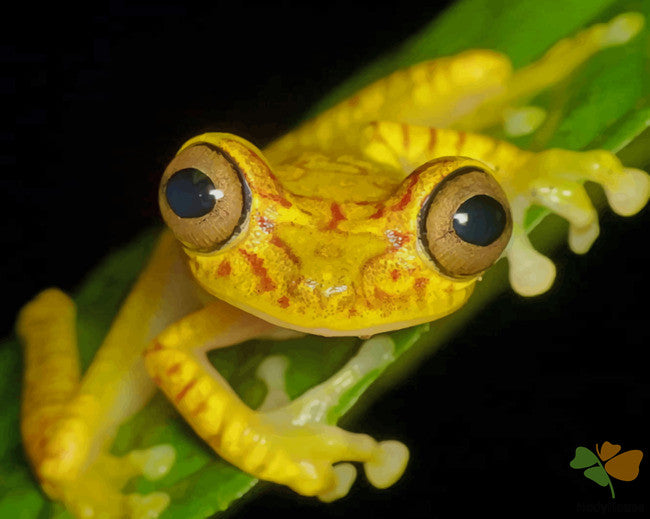 Animal Paint By Numbers Kits UK ANFR3613