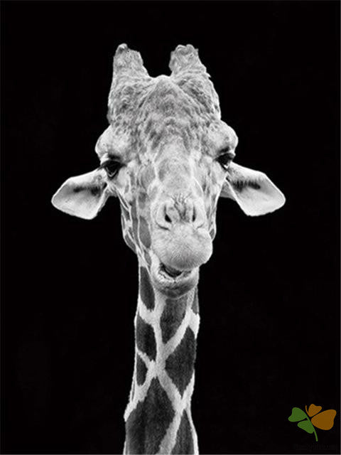 Animal Paint By Numbers Kits UK BAW6501