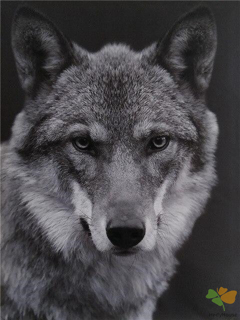 Animal Paint By Numbers Kits UK BAW6502