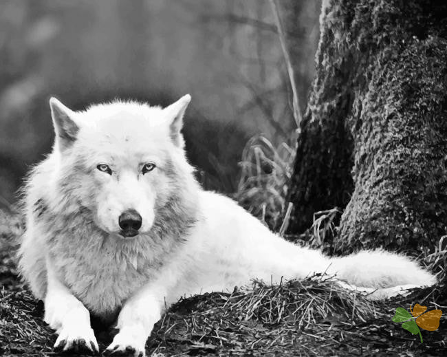 Animal Paint By Numbers Kits UK BAW6512