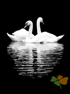 Birds Paint By Numbers Kits UK BLB1201