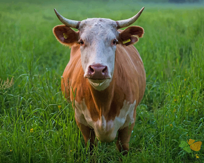 Animal Paint By Numbers Kits UK CAB6722