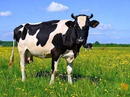 Animal Paint By Numbers Kits UK CW8854