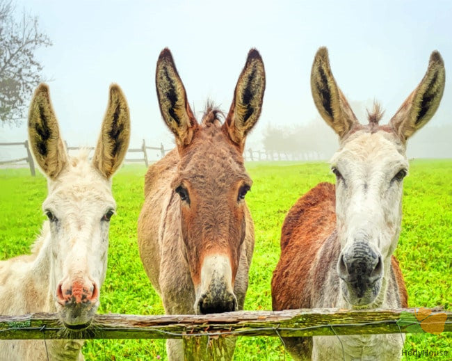 Animal Paint By Numbers Kits UK DOK5831