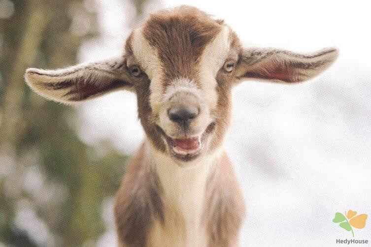 Animal Paint By Numbers Kits UK DP41747