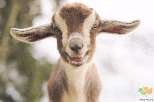 Animal Paint By Numbers Kits UK DP41747