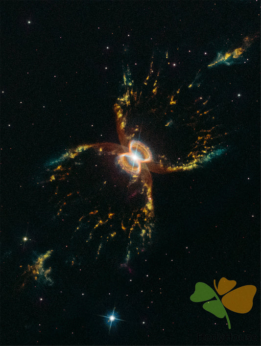 Nature Paint By Numbers Kits UK DP46024