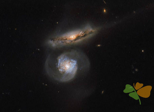 Nature Paint By Numbers Kits UK DP56574