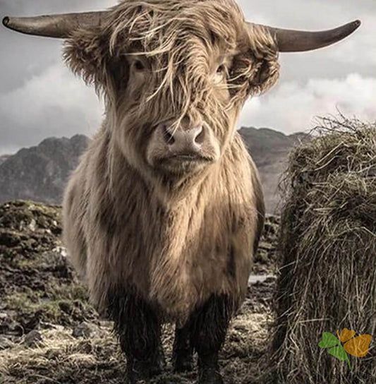 Animal Paint By Numbers Kits UK DP57819