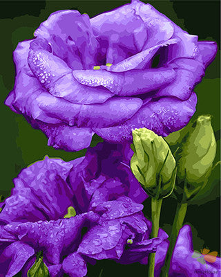 Flower Paint By Numbers Kits UK GX23238