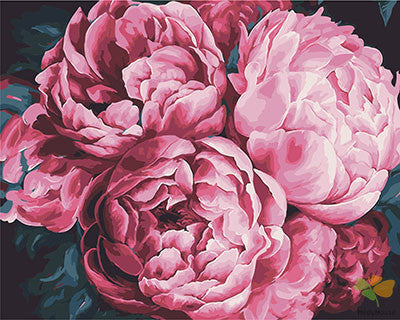 Flower Paint By Numbers Kits UK GX23411