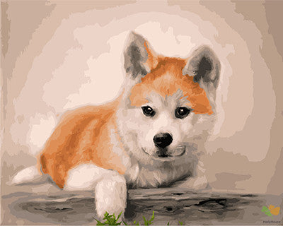 Cat & Dog Paint By Numbers Kits UK GX23628