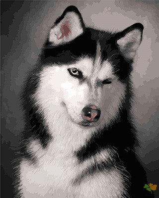 Cat & Dog Paint By Numbers Kits UK GX24033