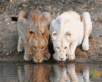 Animal Paint By Numbers Kits UK GX24676