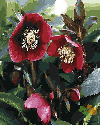 Flower Paint By Numbers Kits UK GX24944