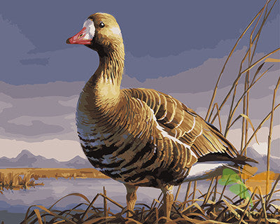 Birds Paint By Numbers Kits UK GX25172