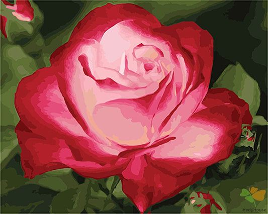 Flower Paint By Numbers Kits UK GX26625