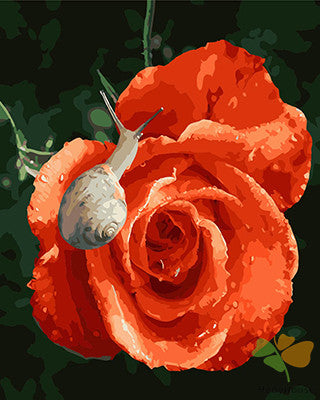 Flower Paint By Numbers Kits UK GX28071