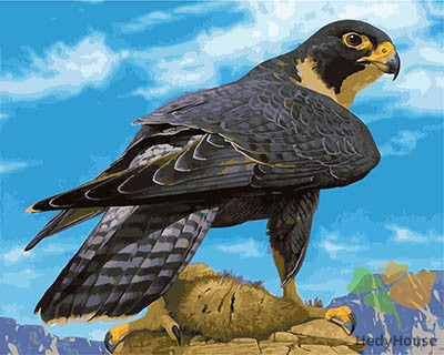 Birds Paint By Numbers Kits UK GX28285