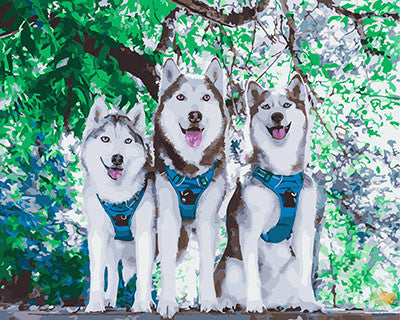 Cat & Dog Paint By Numbers Kits UK GX28619