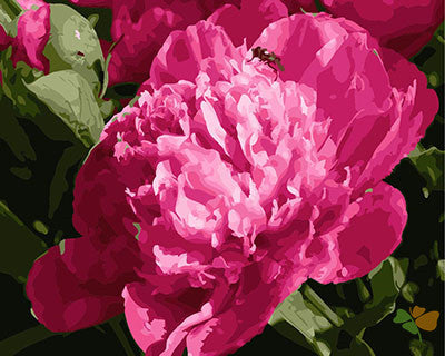 Flower Paint By Numbers Kits UK GX28793