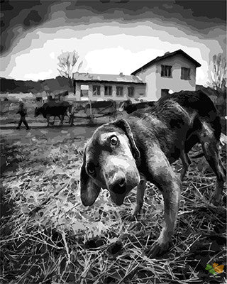 Cat & Dog Paint By Numbers Kits UK GX28922