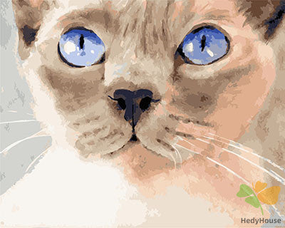 Cat & Dog Paint By Numbers Kits UK GX29503