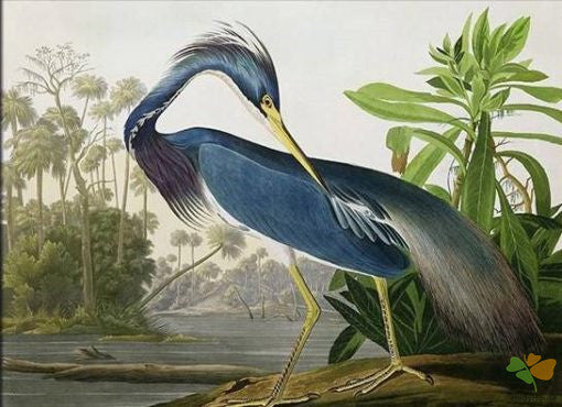 Birds Paint By Numbers Kits UK OTP3519