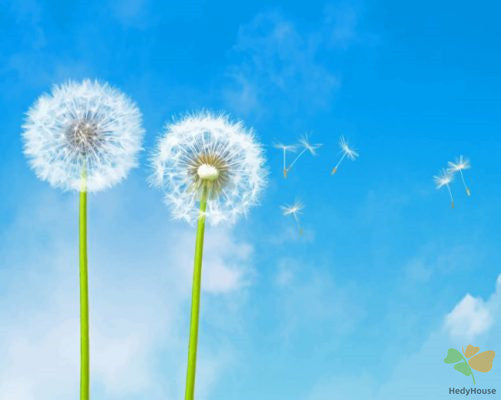 Flower Paint By Numbers Kits UK PGY1204