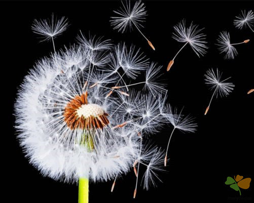 Flower Paint By Numbers Kits UK PGY1206