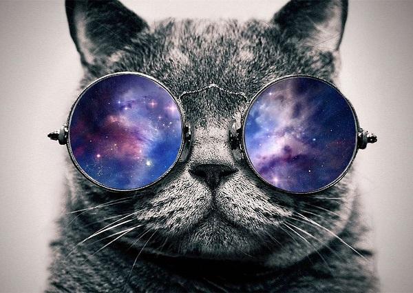 Cat & Dog Paint By Numbers Kits UK For Kids PH9485