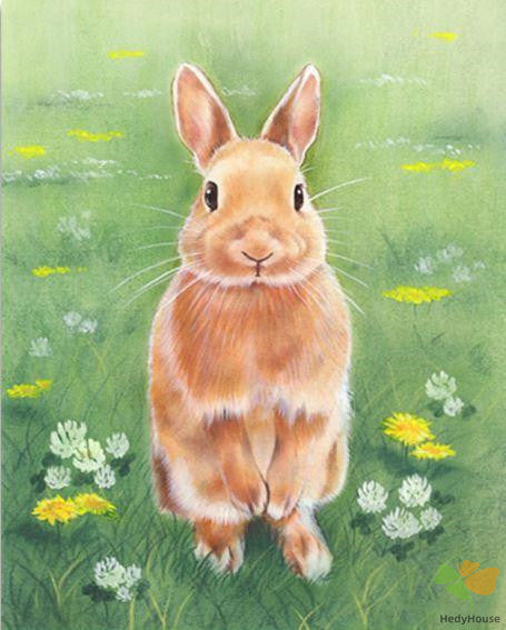Animal Paint By Numbers Kits UK RAB2501