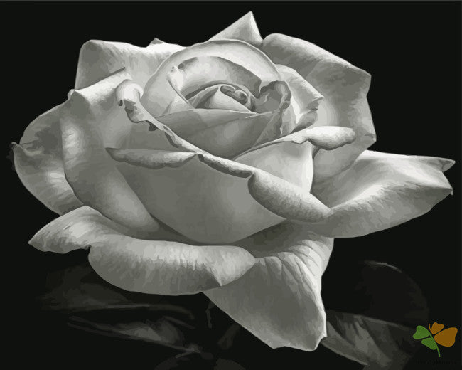 Flower Paint By Numbers Kits UK ROBW1201