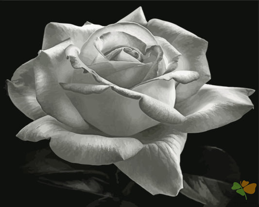 Flower Paint By Numbers Kits UK ROBW1201