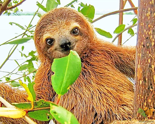 Animal Paint By Numbers Kits UK SLA9623