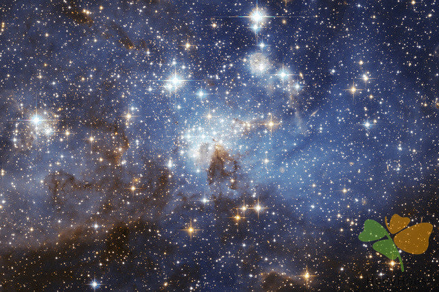 Nature Paint By Numbers Kits UK SS8710