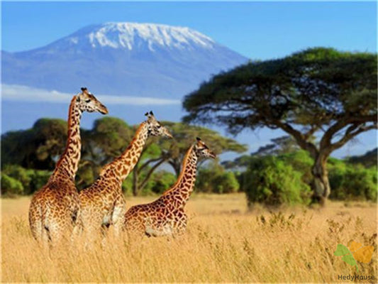 Animal Paint By Numbers Kits UK Y5320