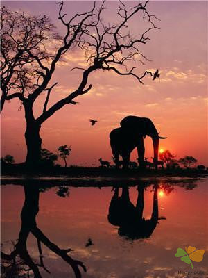 Animal Paint By Numbers Kits UK Y5549