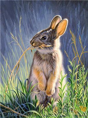 Animal Paint By Numbers Kits UK Y5647