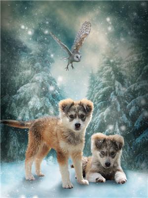 Cat & Dog Paint By Numbers Kits UK For Kids Y5695