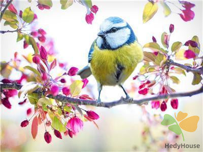 Birds Paint By Numbers Kits UK Y5736