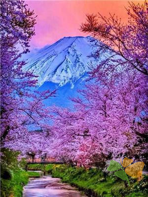 Nature Paint By Numbers Kits UK Y5894