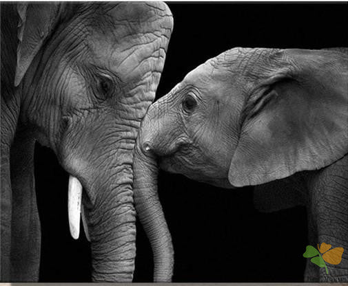 Animal Paint By Numbers Kits UK BAW6508