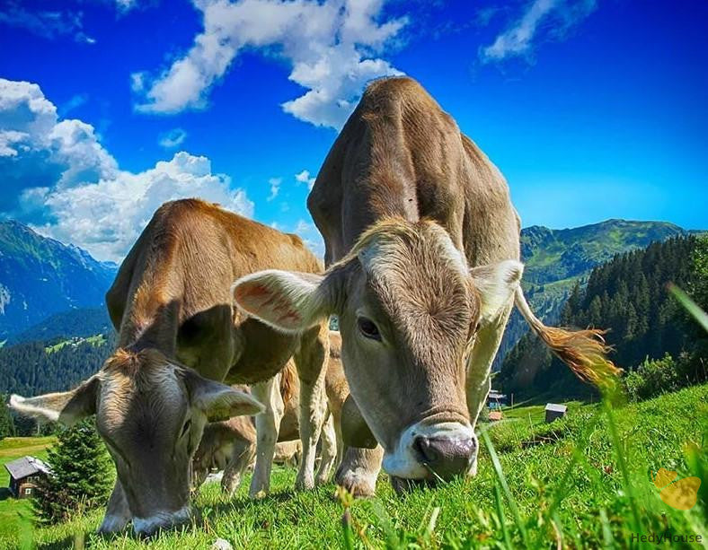 Animal Paint By Numbers Kits UK CAB6729