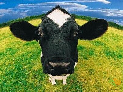 Animal Paint By Numbers Kits UK CW8855