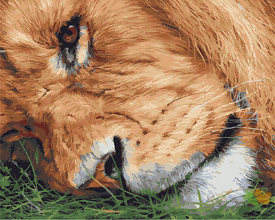 Animal Paint By Numbers Kits UK GX21255