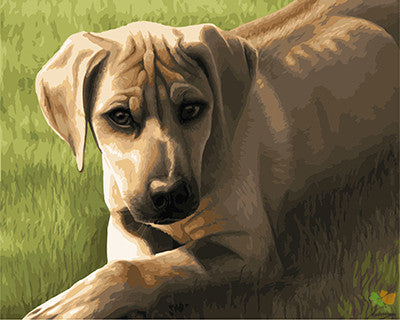 Cat & Dog Paint By Numbers Kits UK GX21913